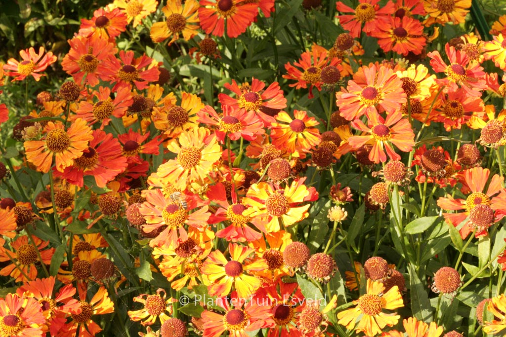 Helenium ‚Little Orange‘