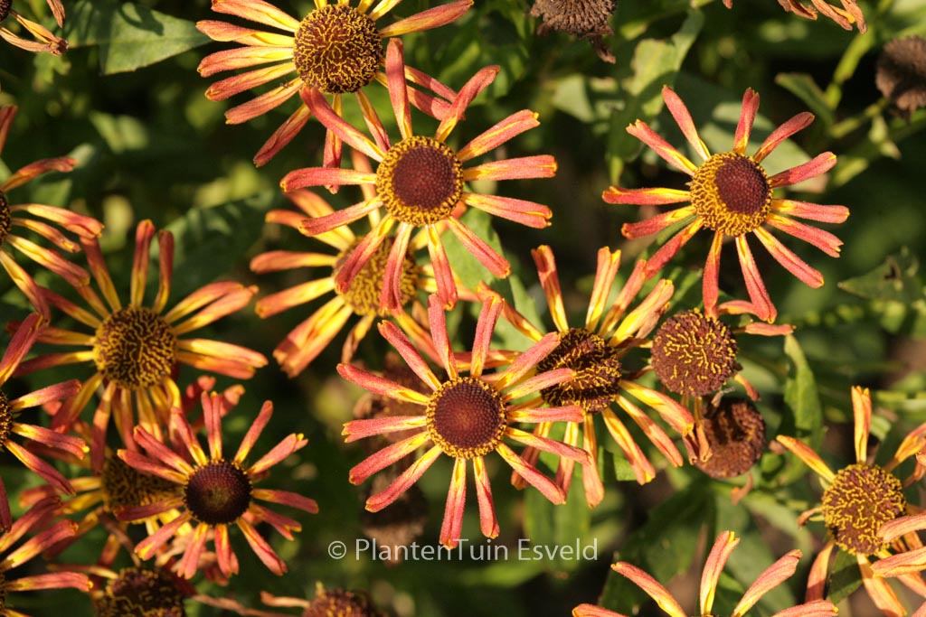 Helenium ‚Loysder Wieck‘