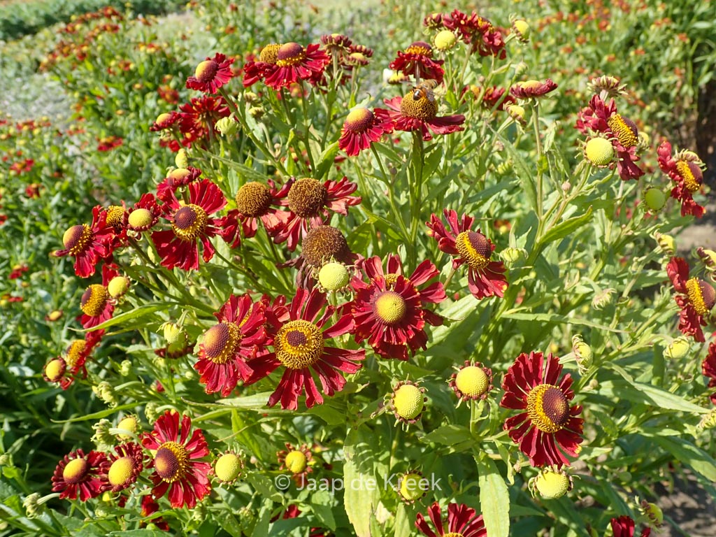 Helenium ‚Mahagoni‘