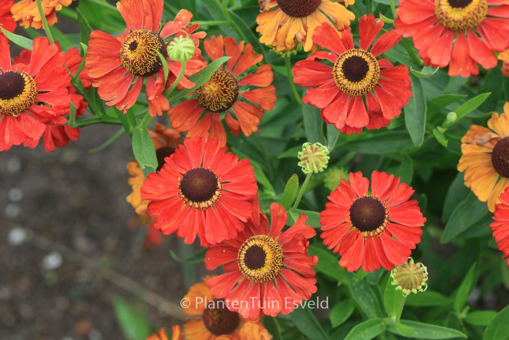 Helenium ‚Meranti‘