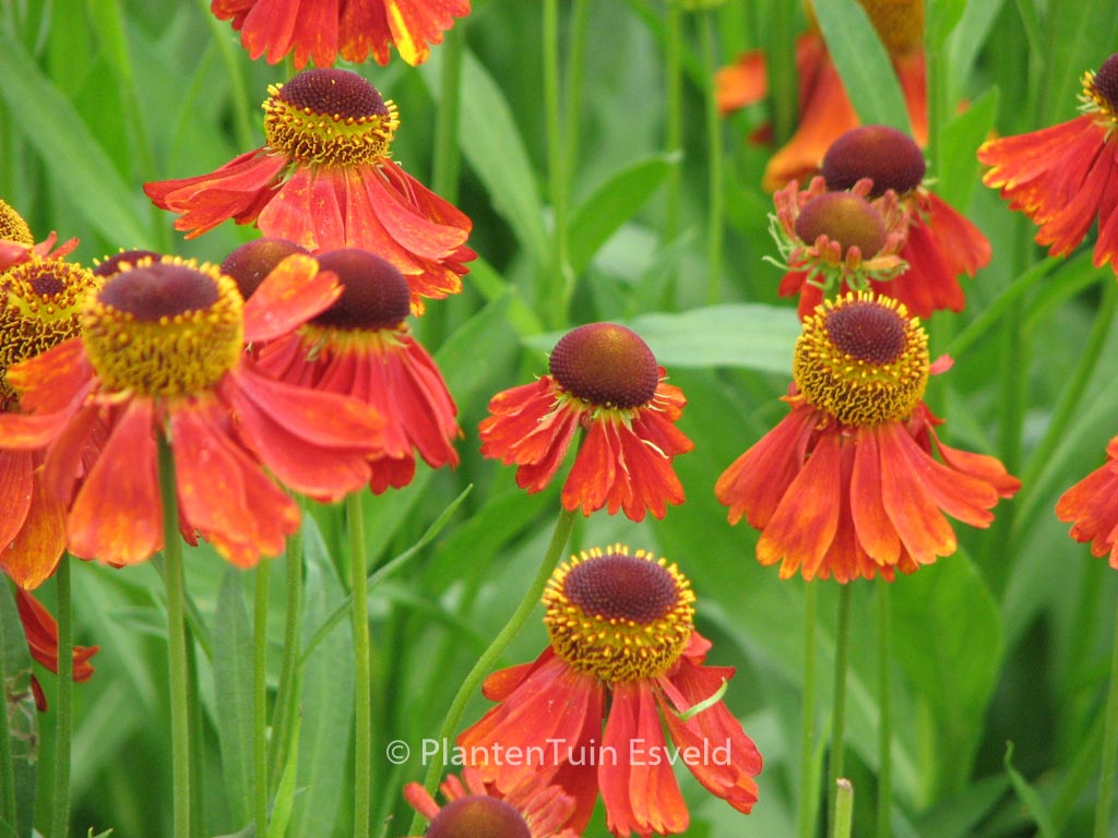 Helenium ‚Moerheim Beauty‘