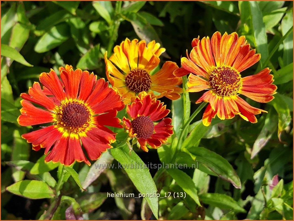 Helenium ‚Poncho‘