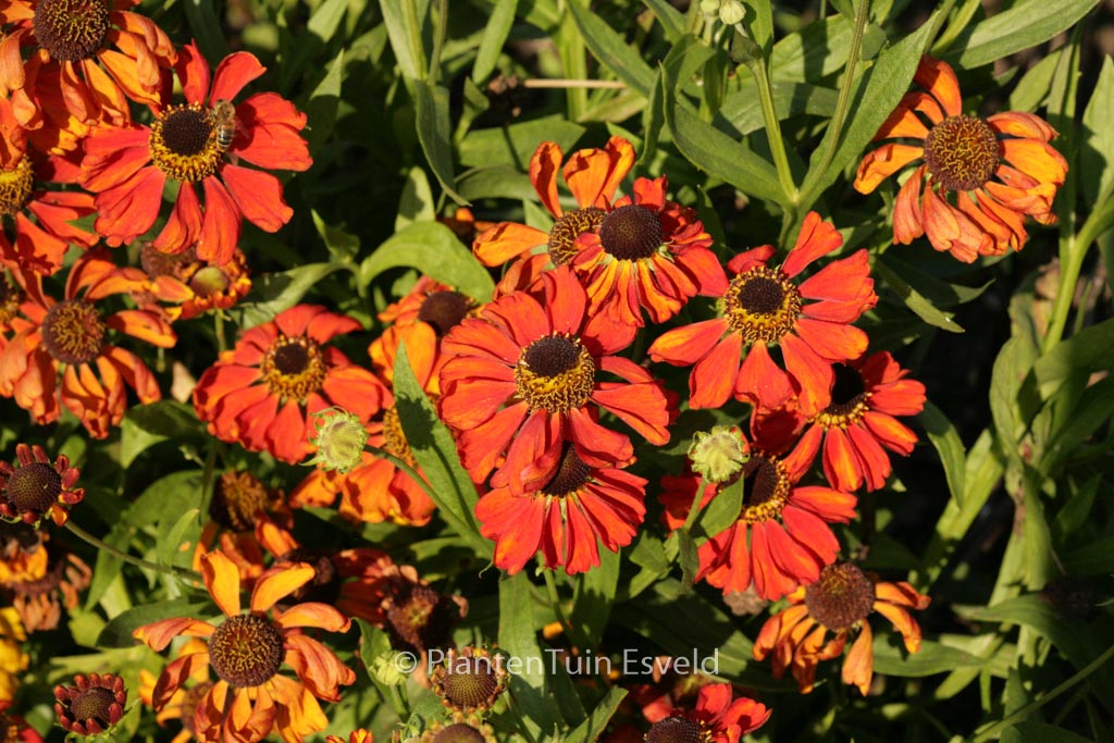 Helenium ‚Red Army‘