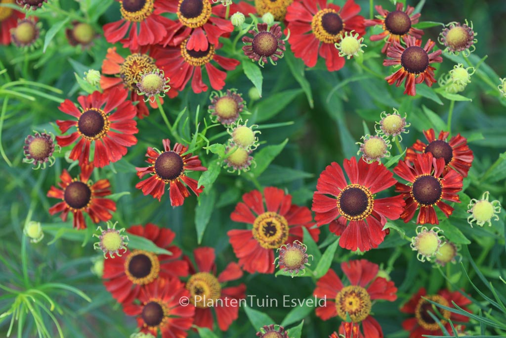 Helenium ‚Rubinzwerg‘