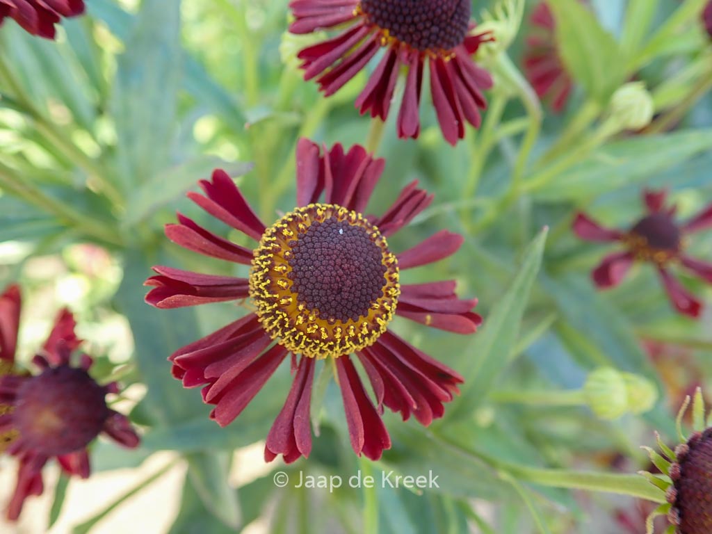 Helenium ‚Ruby Tuesday‘