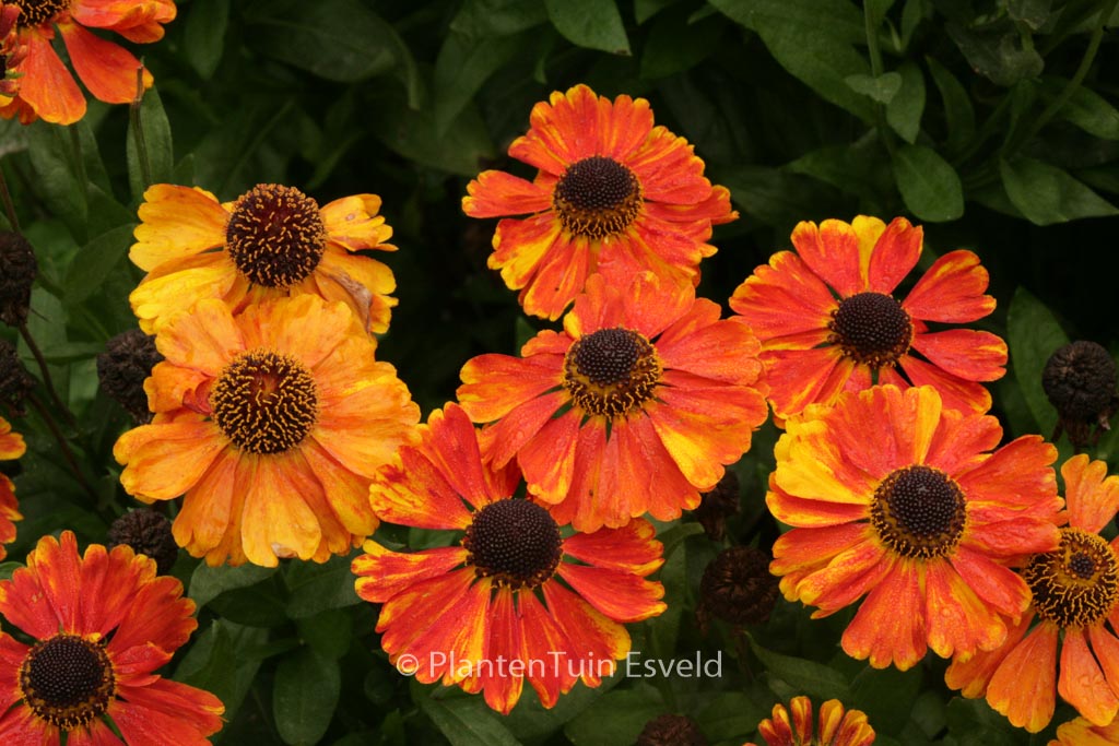 Helenium ‚Sahin’s Early Flowerer‘