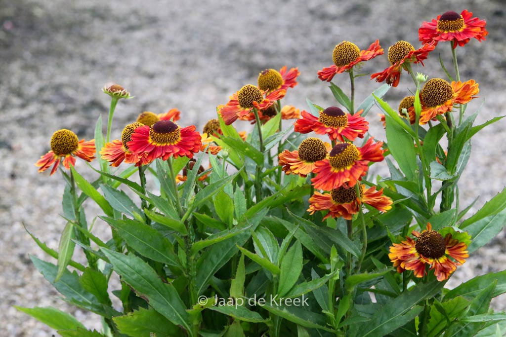 Helenium ‚Salsa‘