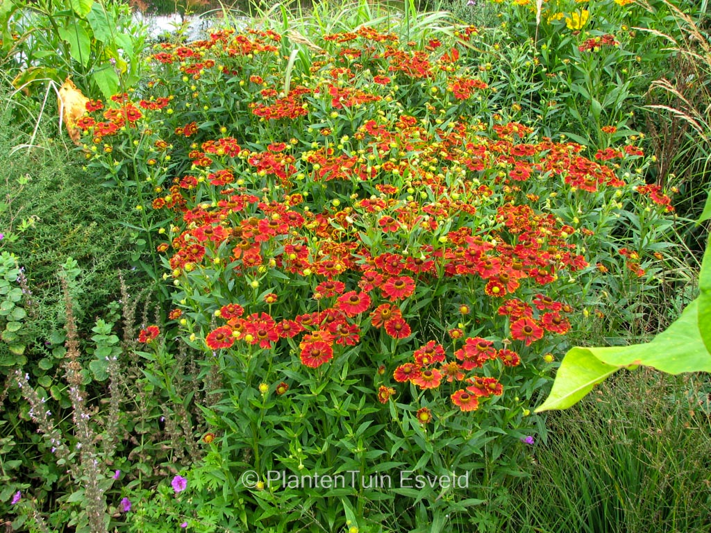 Helenium ‚Serenade‘