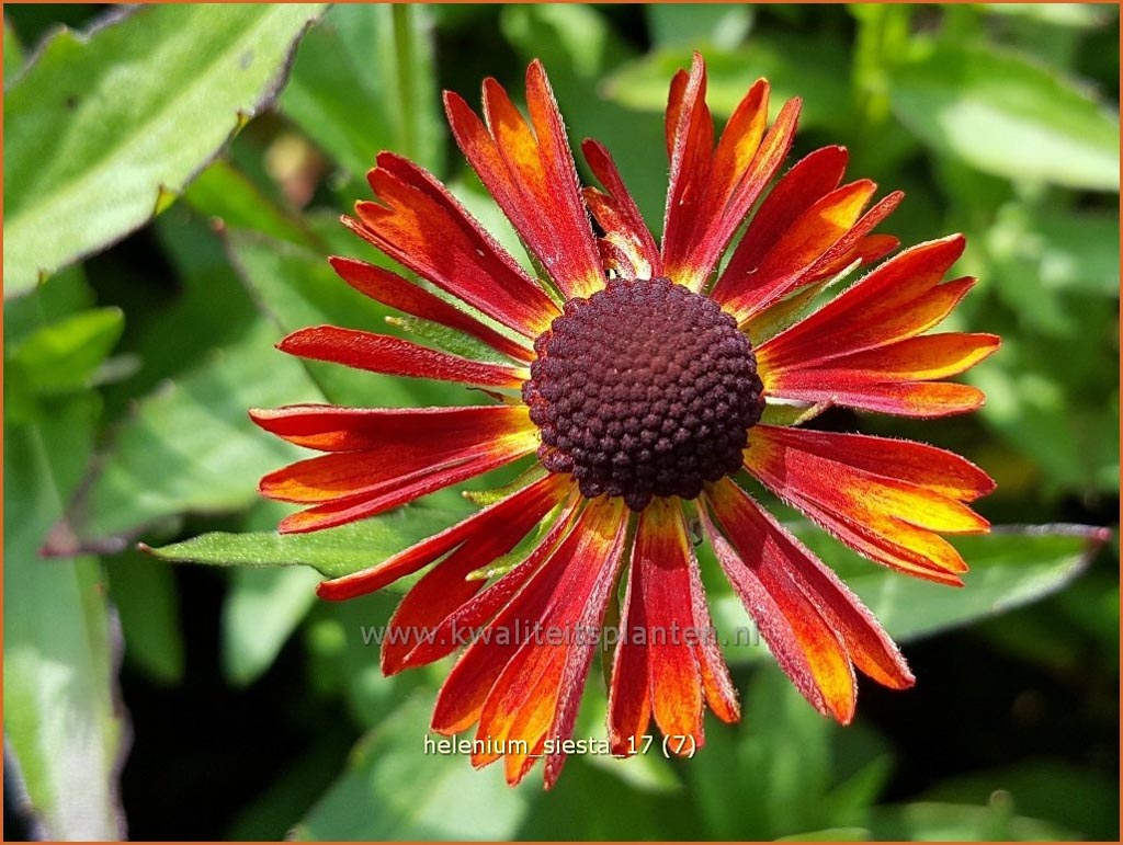 Helenium ‚Siesta‘