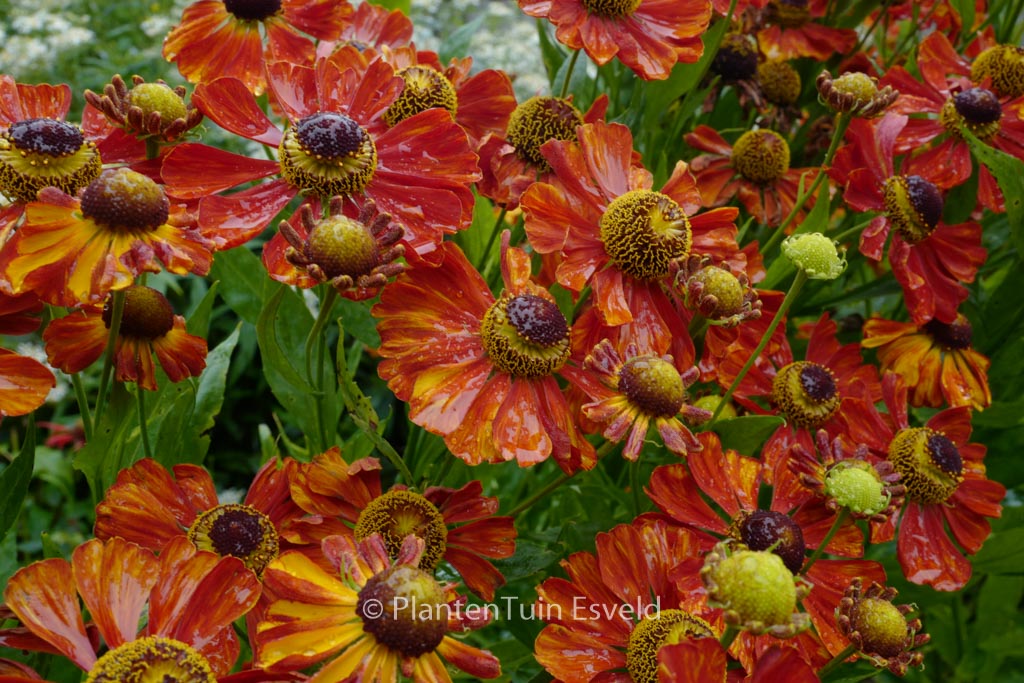 Helenium ‚Waltraut‘