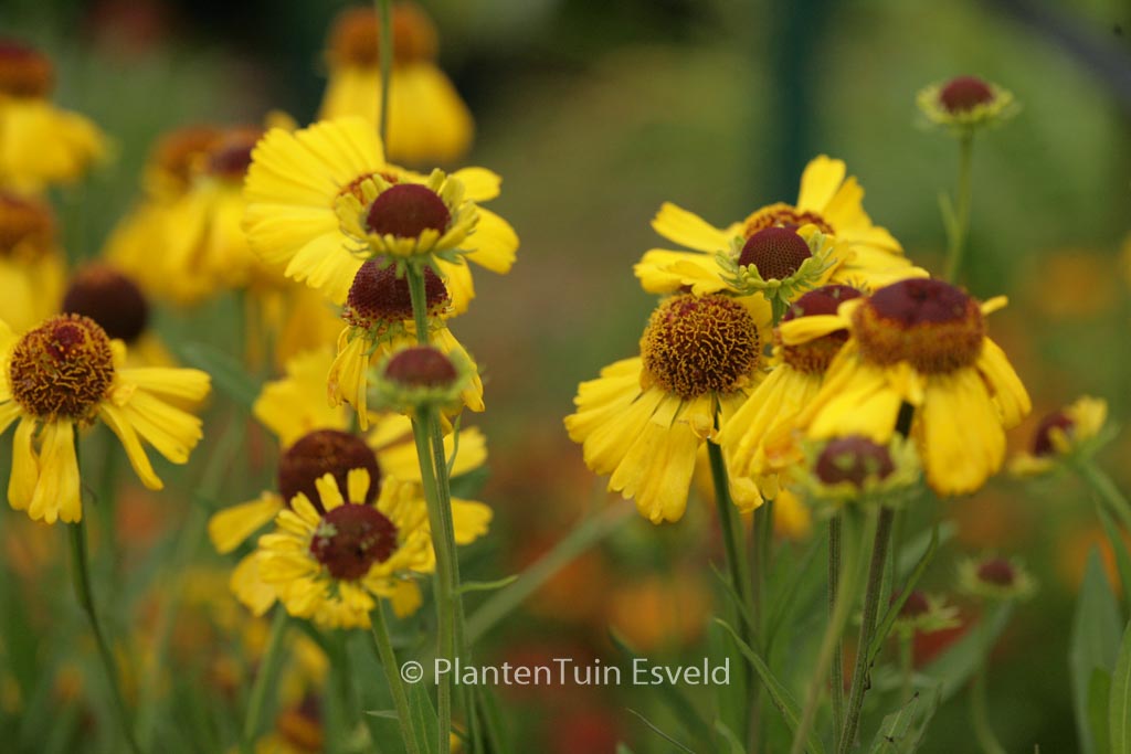 Helenium ‚Wesergold‘