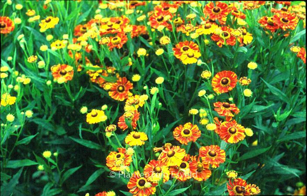 Helenium ‚Wonadonga‘