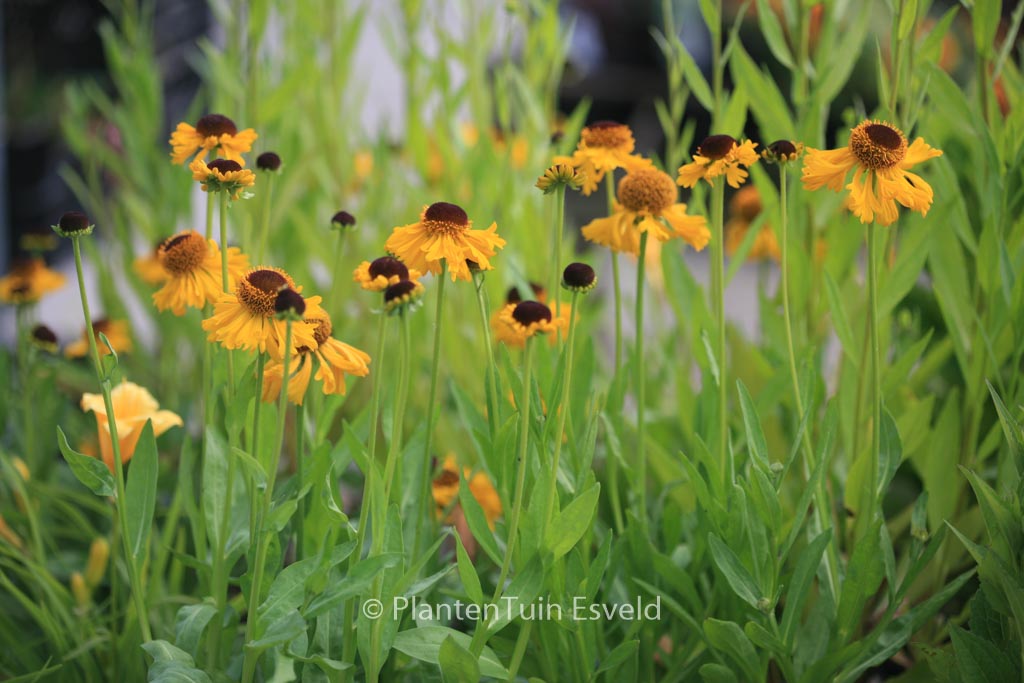 Helenium bigelovii ‚The Bishop‘