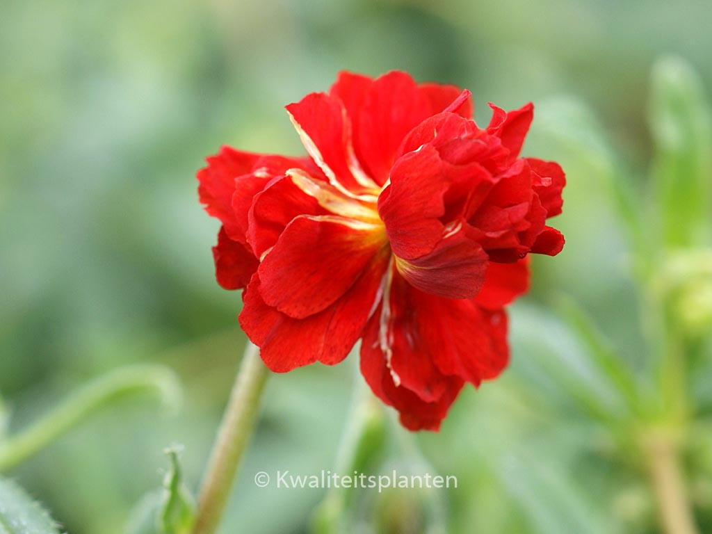 Helianthemum ‚Amabile Plenum‘