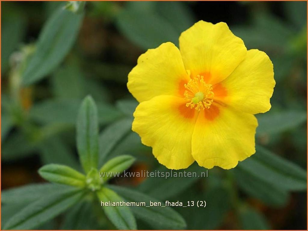 Helianthemum ‚Ben Fhada‘