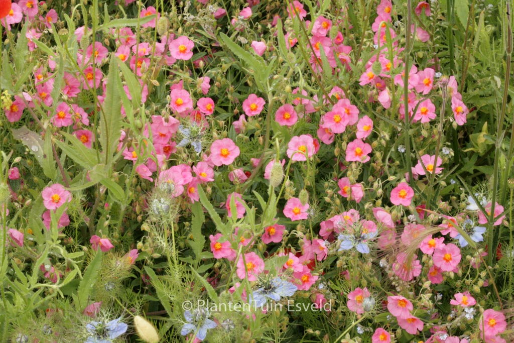 Helianthemum ‚Ben Hope‘