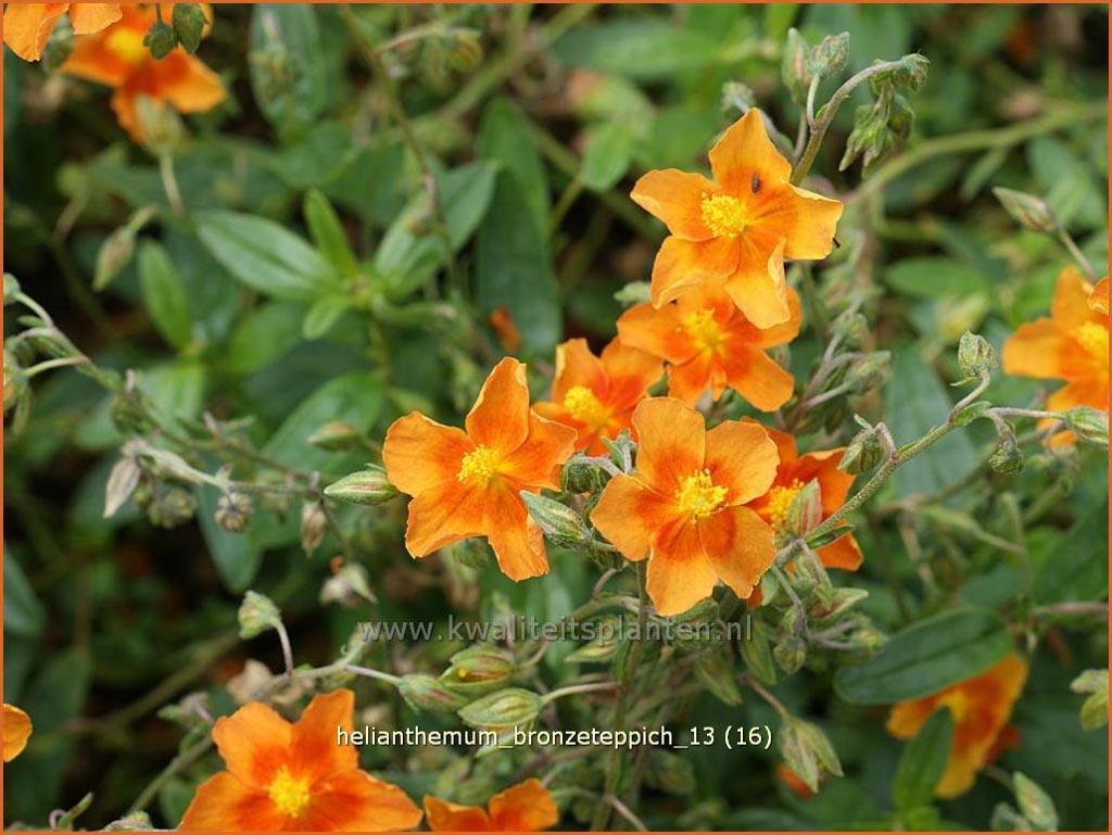 Helianthemum ‚Bronzeteppich‘