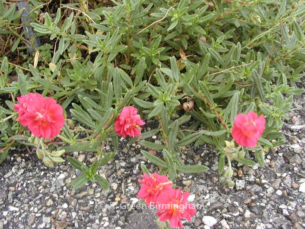 Helianthemum ‚Cerise Queen‘