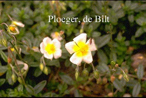 Helianthemum ‚Elfenbeinglanz‘