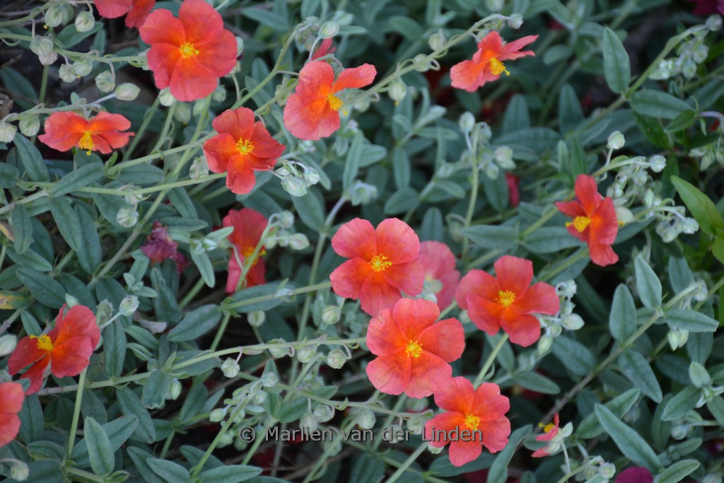Helianthemum ‚Fire Dragon‘