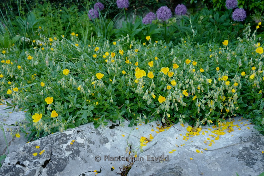 Helianthemum ‚Golden Queen‘