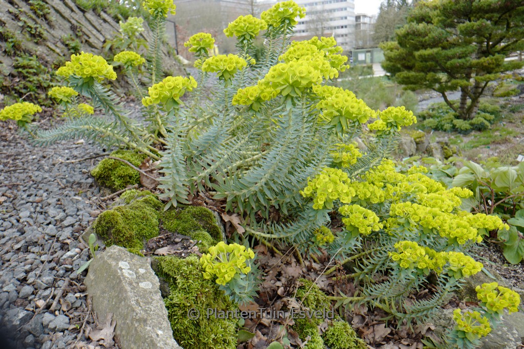 Helianthemum ‚Henfield Brilliant‘