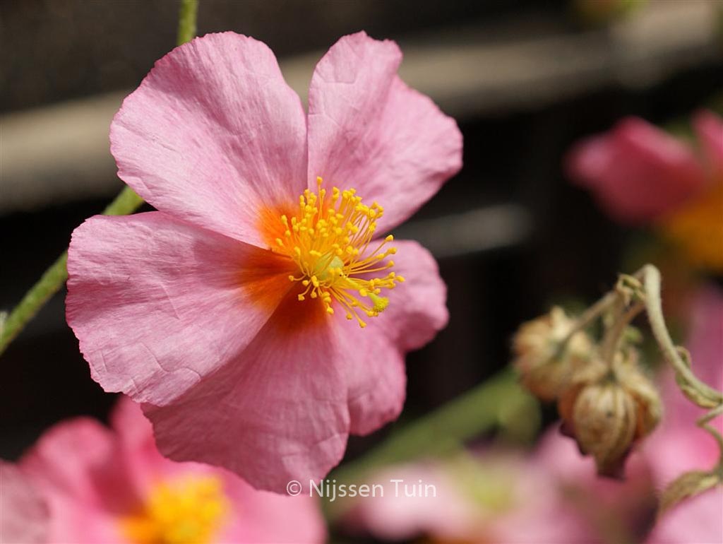Helianthemum ‚Lawrenson’s Pink‘