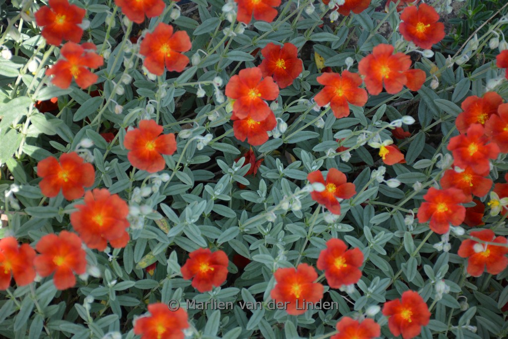 Helianthemum ‚Red Dragon‘