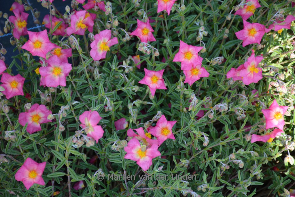 Helianthemum ‚Rhodanthe Carneum‘