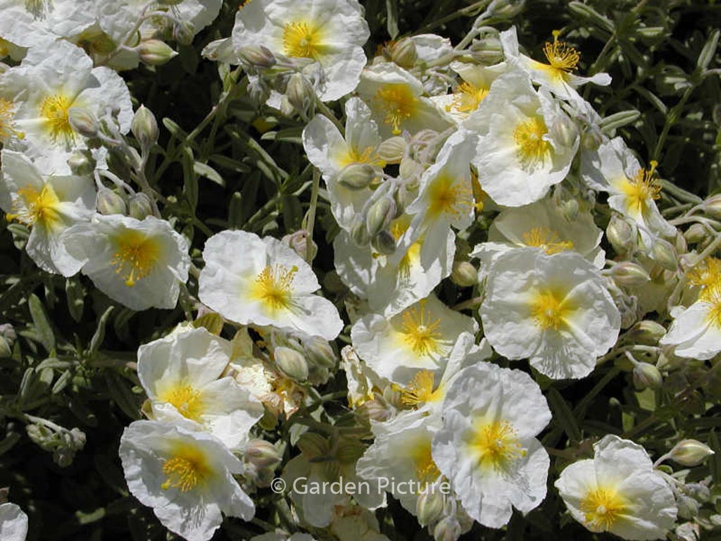 Helianthemum ‚The Bride‘