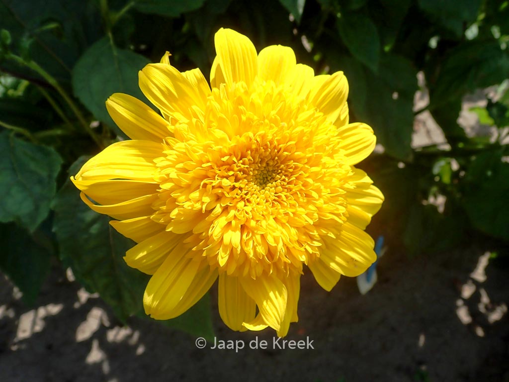 Helianthus ‚Double Whammy‘