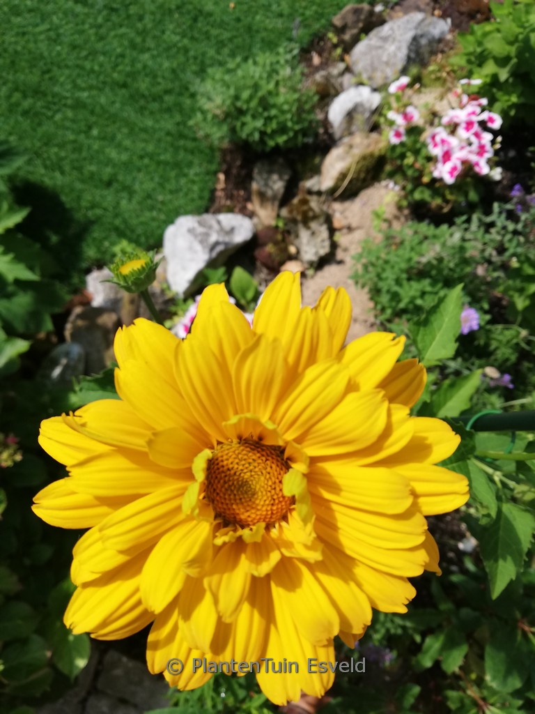 Helianthus ‚Flying Saucers‘