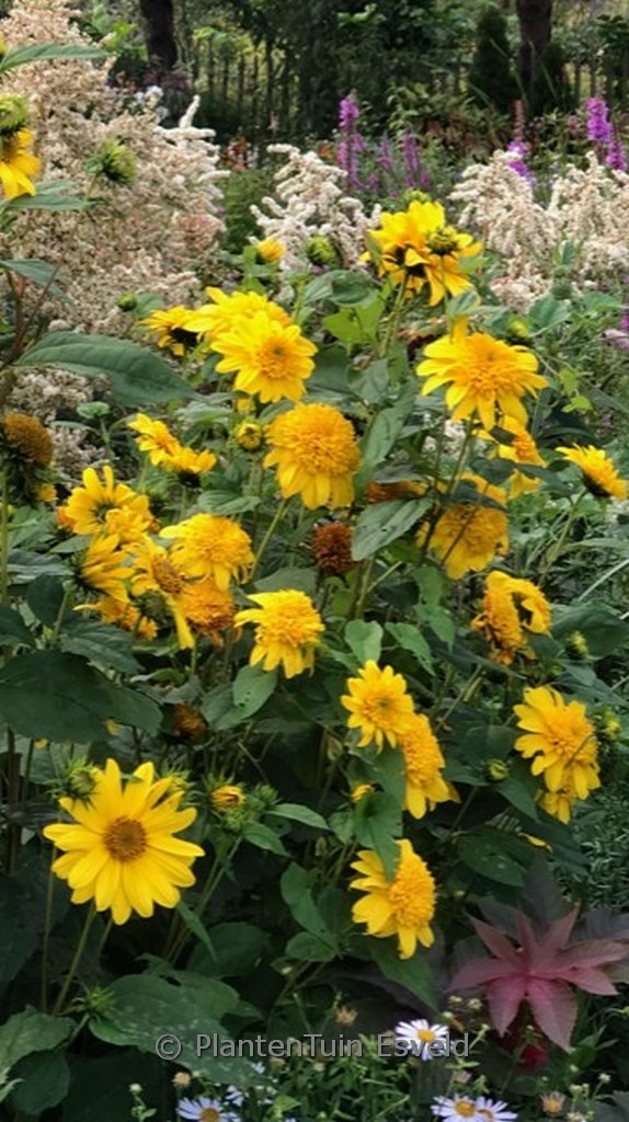 Helianthus ‚Happy Days‘