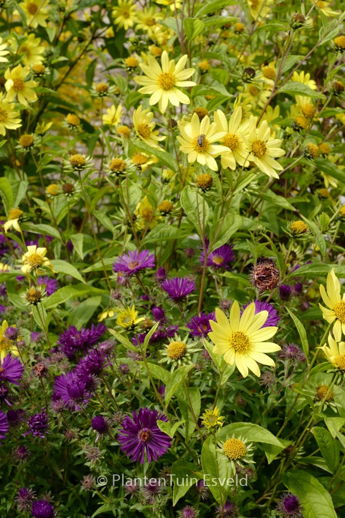 Helianthus ‚Lemon Queen‘