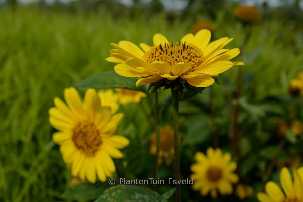 Helianthus ‚Suncatcher Pure Gold‘