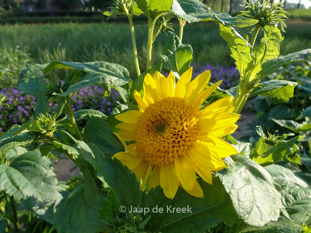 Helianthus decapetalus ‚Capenoch Star‘