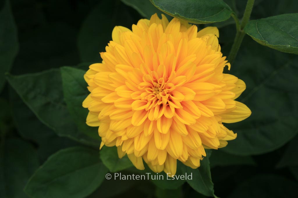 Helianthus decapetalus ‚Loddon Gold‘
