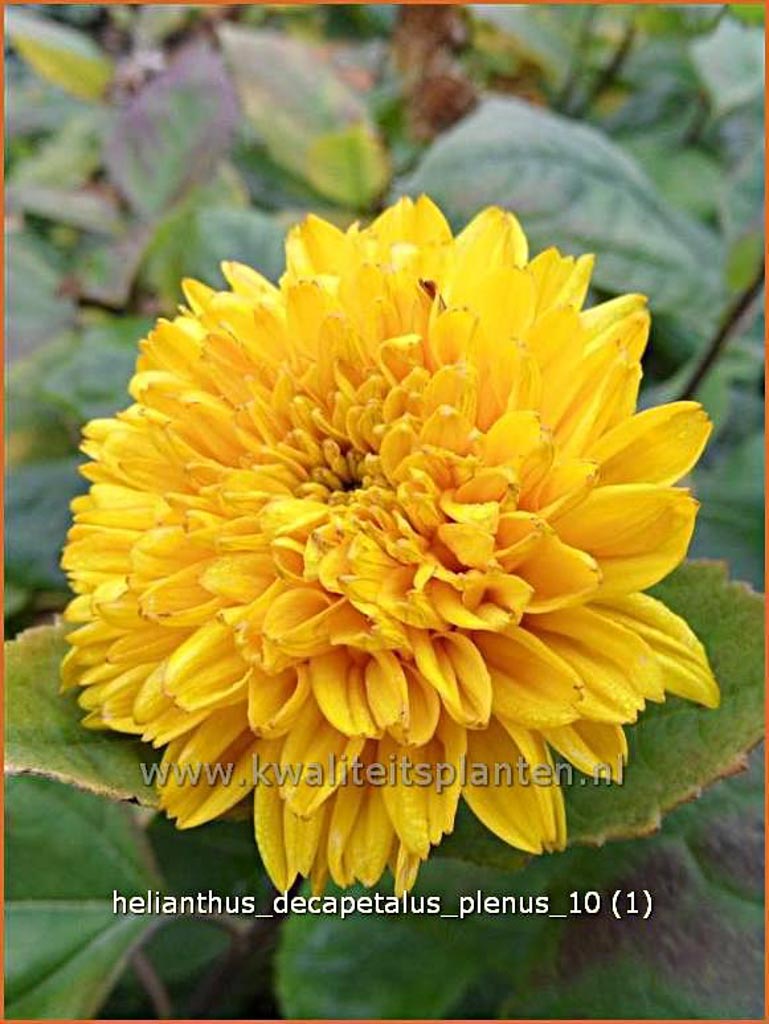 Helianthus decapetalus ‚Plenus‘