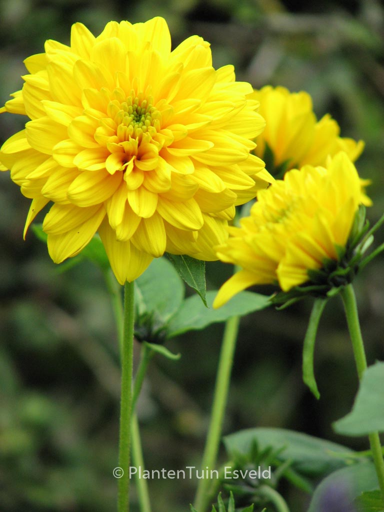 Helianthus decapetalus ‚Soleil d’Or‘