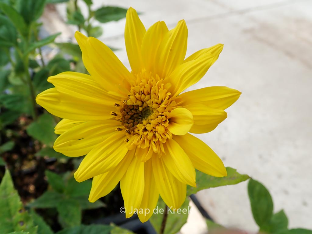 Helianthus decapetalus ‚Sunshine Daydream‘