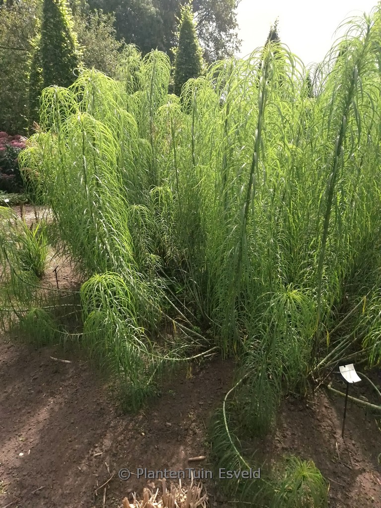 Helianthus salicifolius