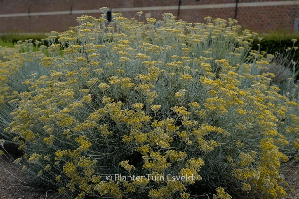 Helichrysum italicum