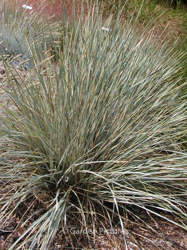 Helictotrichon sempervirens ‚Saphirsprudel‘