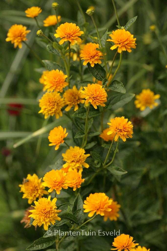 Heliopsis helianthoides ‚Asahi‘