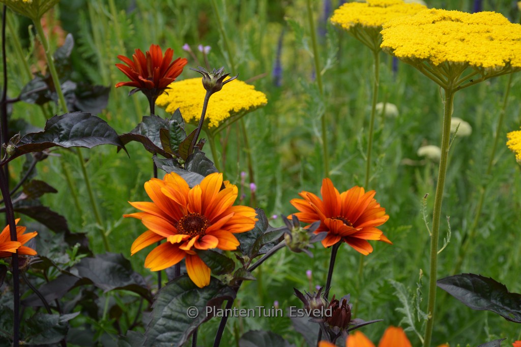 Heliopsis helianthoides ‚Bleeding Hearts‘