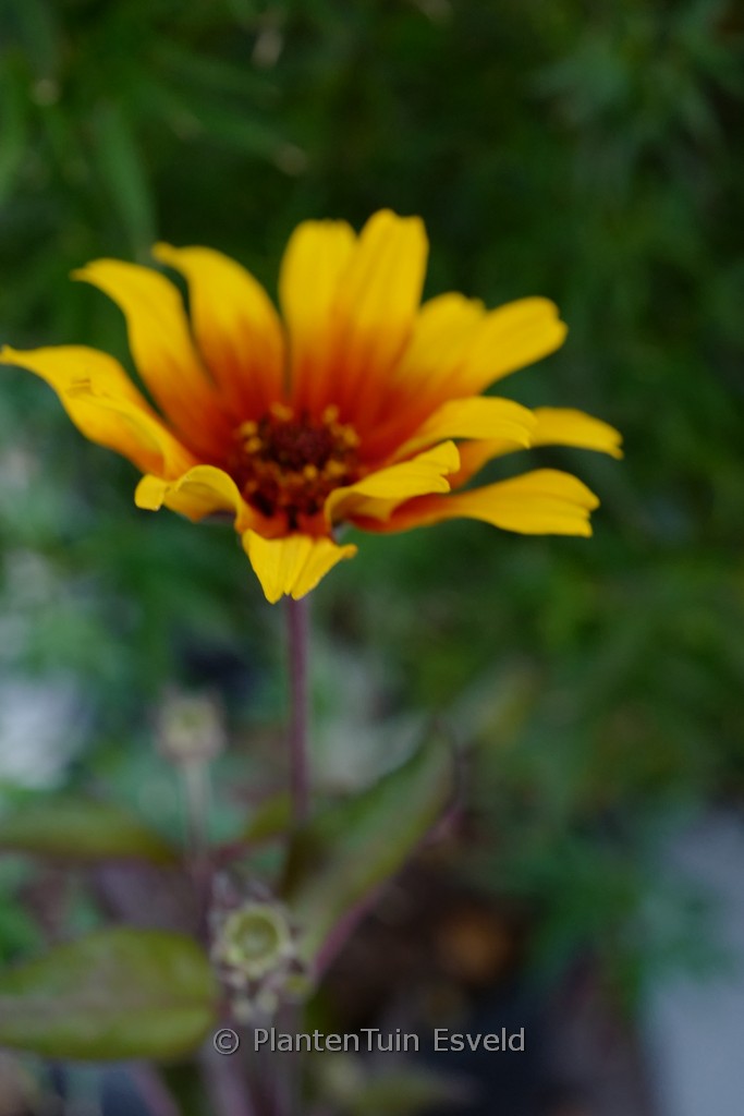 Heliopsis helianthoides ‚Burning Hearts‘