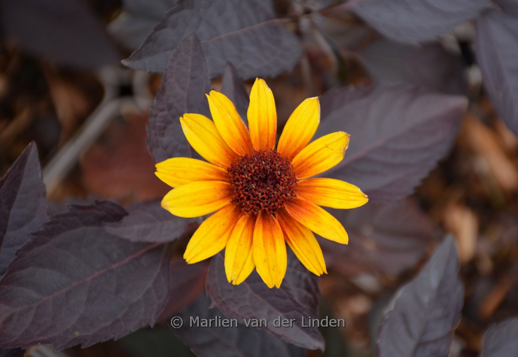 Heliopsis helianthoides ‚Funky Spinner‘