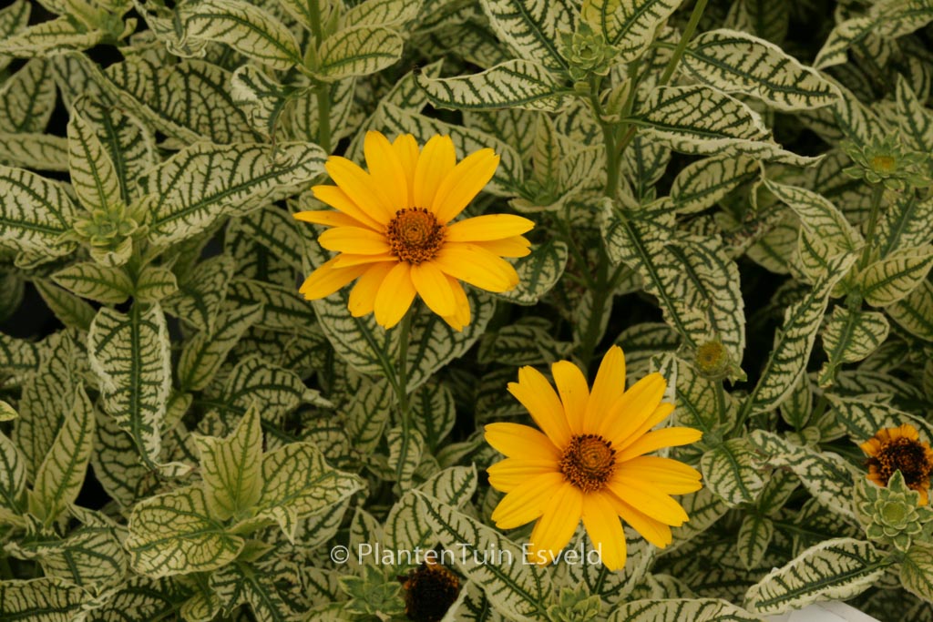 Heliopsis helianthoides ‚Loraine Sunshine‘