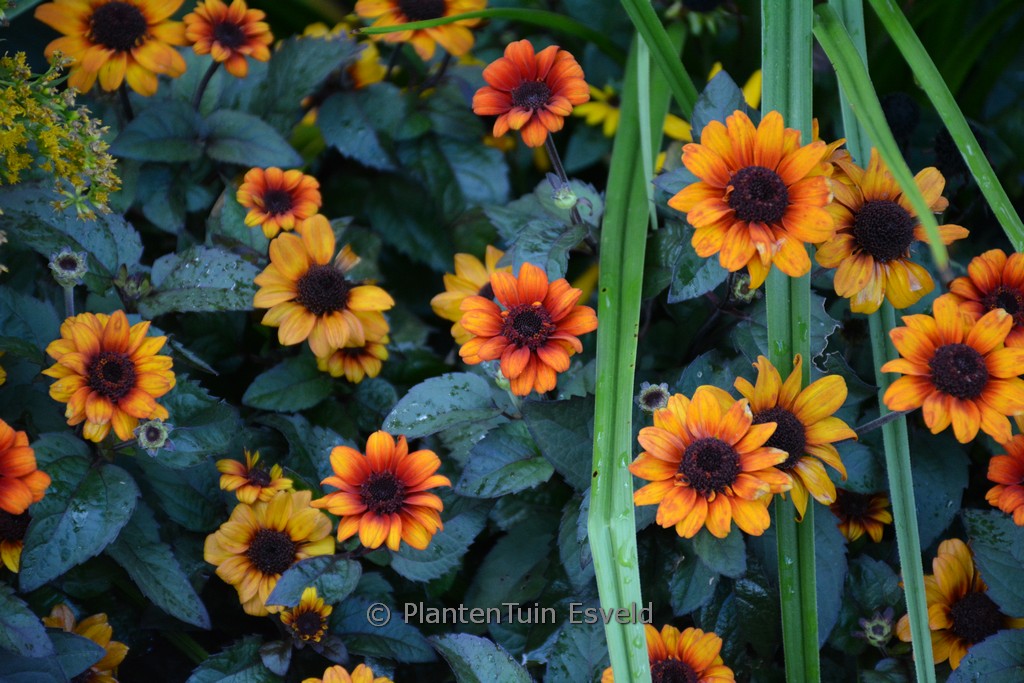 Heliopsis helianthoides ‚Luna Roja‘
