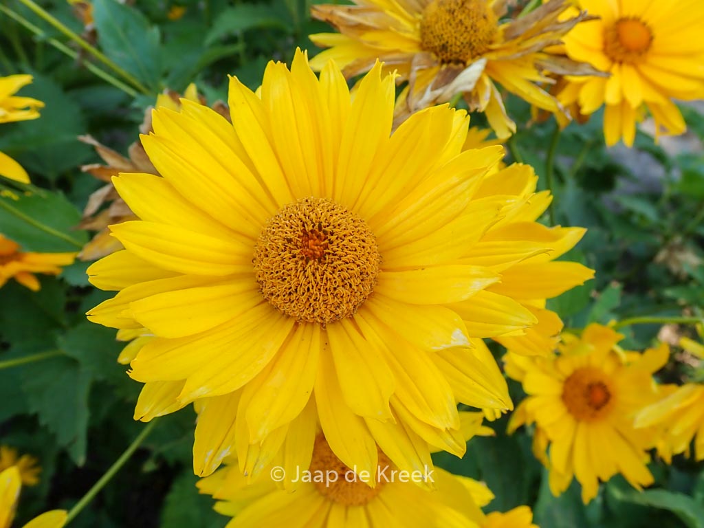 Heliopsis helianthoides ‚Mars‘
